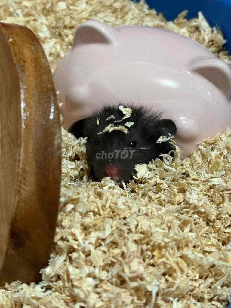 Hamster bear lai tạng. Mua bán Thú cưng khác tại Quận Gò Vấp Tp Hồ Chí Minh được đăng bởi Hamusuta  hình 1