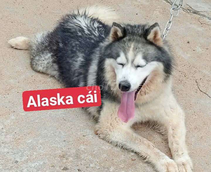 Chó Alaska cái trên 30kg chưa sinh sản. Mua bán Chó tại Thành phố Cao Lãnh Đồng Tháp được đăng bởi Nhân Rottweiler  hình 1