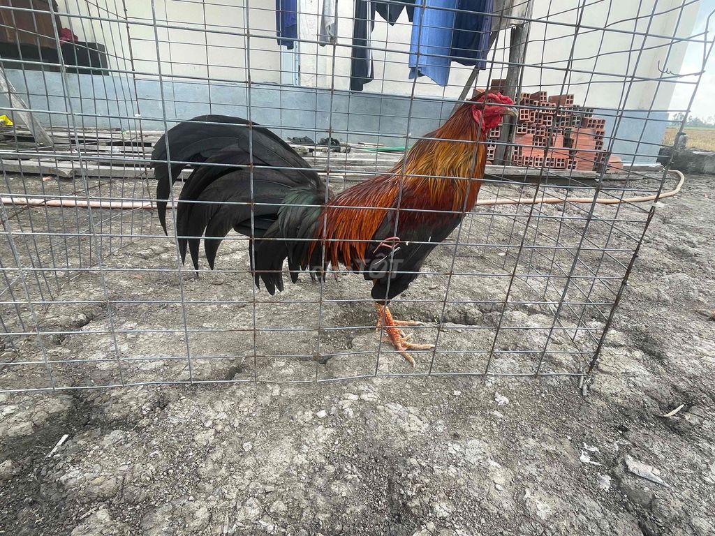 Gà Điều Đực 2.85kg. Mua bán Gà tại Thị xã Giá Rai Bạc Liêu được đăng bởi LINH NHI hình 1