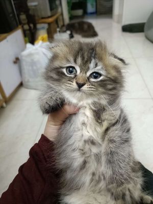 Khoai xinh nhà trồng