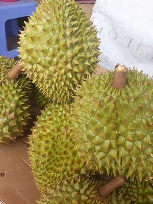 Sầu riêng ri 6. Mua bán Đồ ăn, thực phẩm và các loại khác tại Quận Bình Tân Tp Hồ Chí Minh được đăng bởi lê Thị bích ngoan 