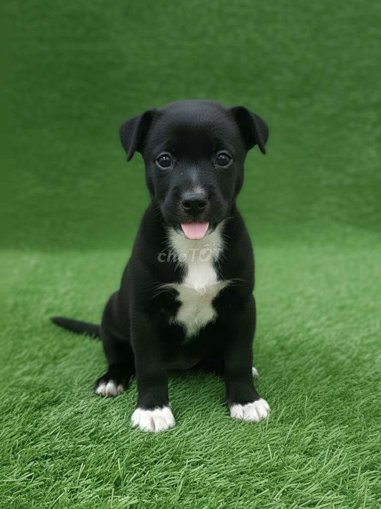 Larador f1 đã tiêm ngừa có sổ, BH sức khỏe 1 tháng. Mua bán Chó tại Quận 12 Tp Hồ Chí Minh được đăng bởi Thi Thi hình 1