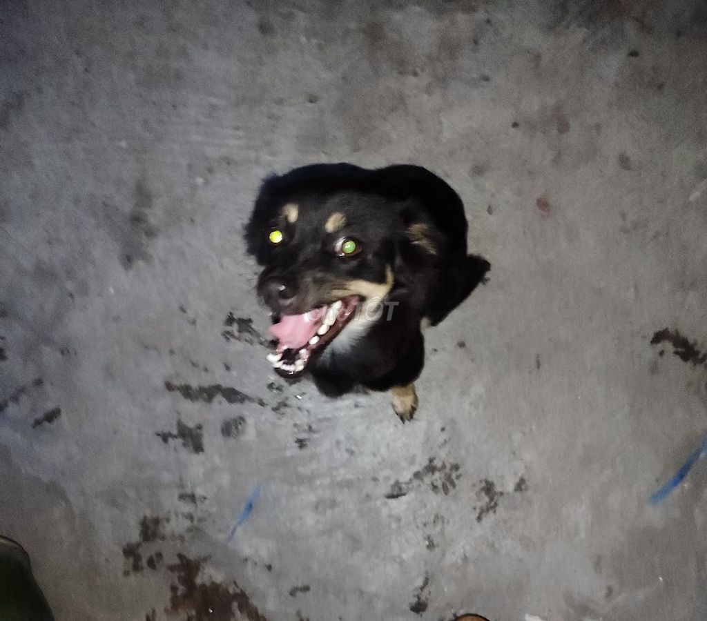 Chó Phú Quốc lai 3 năm tuổi. Mua bán Chó tại Quận Tân Bình Tp Hồ Chí Minh được đăng bởi Loc hình 1