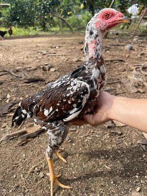 Mái nhánh tốt cho anh em về gây dòng. Mua bán Gà tại Huyện Chương Mỹ Hà Nội được đăng bởi NGUYỄN VĂN VỌNG 