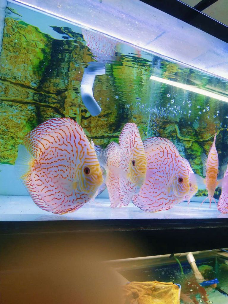 Cá dĩa Bồ câu đỏ 15-18 cm. Mua bán Thú cưng khác tại Quận Tân Bình Tp Hồ Chí Minh được đăng bởi Cá dĩa Như Ý hình 1