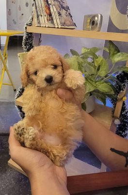 Poodle thuần chủng size tiny