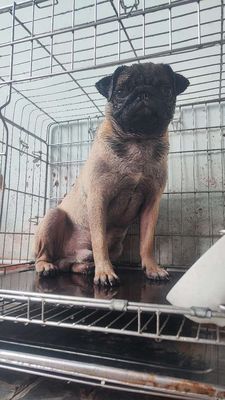 Không có thời gian nuôi. Mua bán Chó tại Thành phố Biên Hòa Đồng Nai được đăng bởi Nguyễn Dương