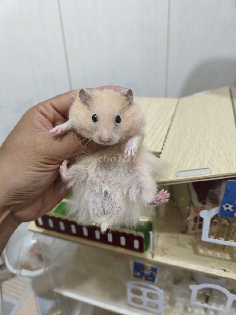 Chuột Hamster Bear to và đáng yêu thân thiện. Mua bán Thú cưng khác tại Quận Bắc Từ Liêm Hà Nội được đăng bởi MS Sữa hình 1