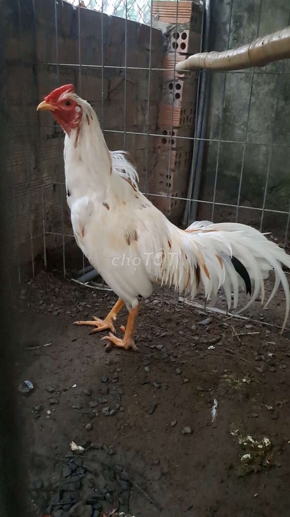 Gà tơ Trắng 2.7kg trạng đá 3kg. Mua bán Gà tại Thị xã Bến Cát Bình Dương được đăng bởi điền nguyễn  hình 1