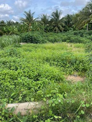 Cho thuê đất mặt tiền lộ vành đai, tp Bến Tre. Diện tích 858 m2, mặt t. Cho thuê đất tại Huyện Châu Thành Bến Tre được đăng bởi Trãi