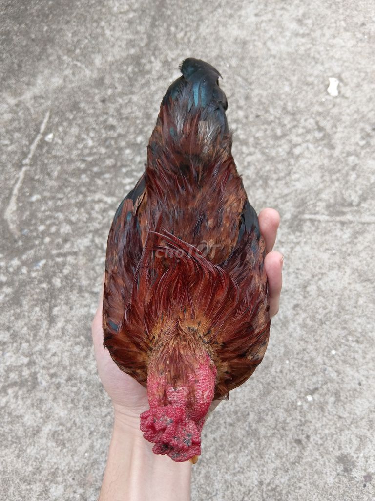 Gà tre 430g chân lùn. Mua bán Gà tại Thành phố Hưng Yên Hưng Yên được đăng bởi Duan Nguyen hình 1