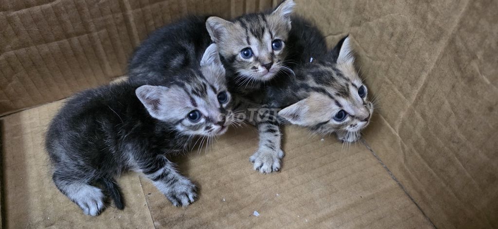 Cho mèo con. Mua bán Mèo tại Quận Bình Tân Tp Hồ Chí Minh được đăng bởi Quang Tran hình 1