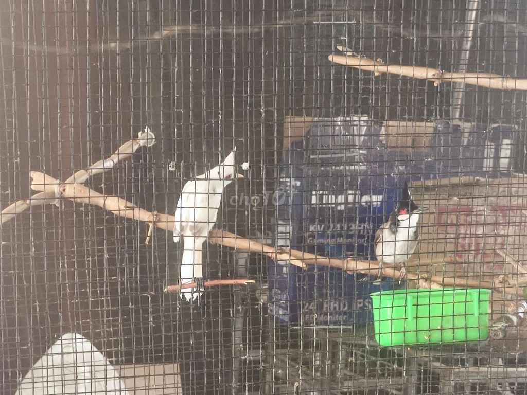 Chim chào mào bạch đã ss cần thanh lý. Mua bán Chim tại Huyện Trảng Bom Đồng Nai được đăng bởi Nguyễn hình 1