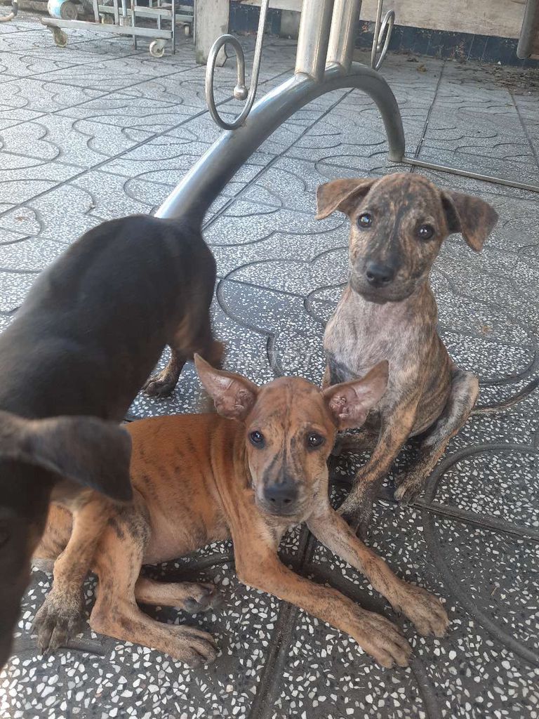 Chó Phú Quốc lưỡi đen. Mua bán Chó tại Huyện Gò Dầu Tây Ninh được đăng bởi Nguyễn Phi Nguyễn hình 6