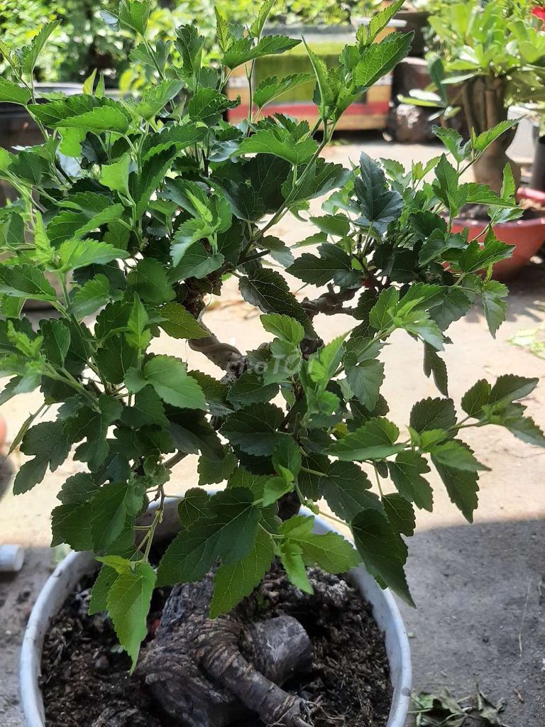 Cây cảnh Dâu tằm siêu quả, ra quả quanh năm. Mua bán Cây cảnh, đồ trang trí tại Quận Bình Tân Tp Hồ Chí Minh được đăng bởi tân hình 1