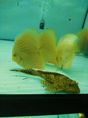 Cá dĩa vàng ab I cá đĩa vàng albino