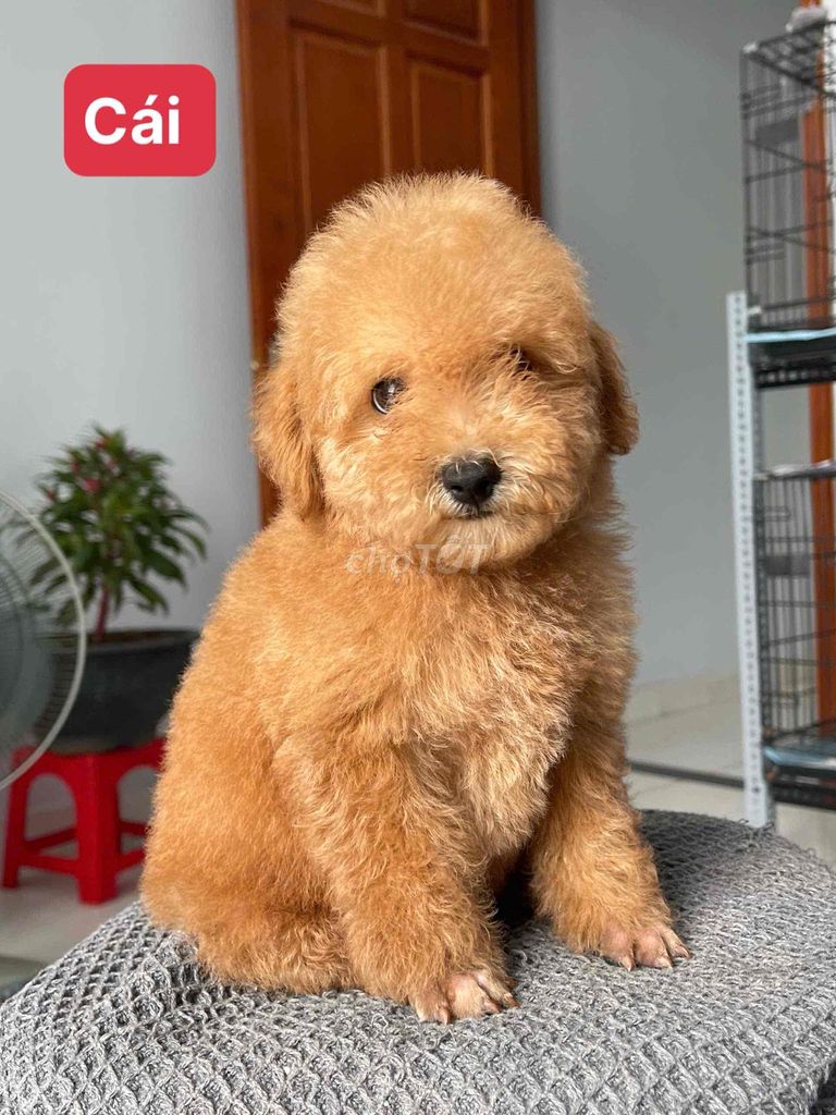 Chó Poodle Tiny. Mua bán Chó tại Quận 12 Tp Hồ Chí Minh được đăng bởi VIVU PETSHOP hình 1