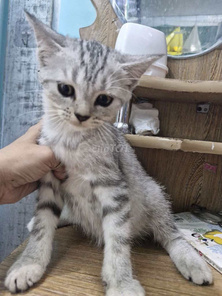 Mèo Anh lông ngắn Silver 2 tháng . Mua bán Mèo tại Quận Bình Thạnh Tp Hồ Chí Minh được đăng bởi TRANG TRAN hình 1