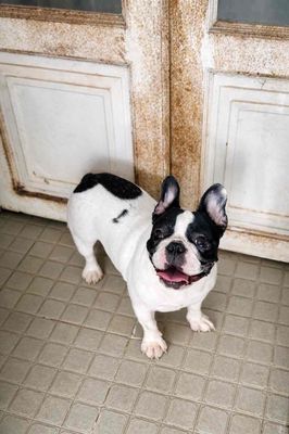 HCM - Bé cái tơ bull pháp 11 tháng chuẩn bị salo