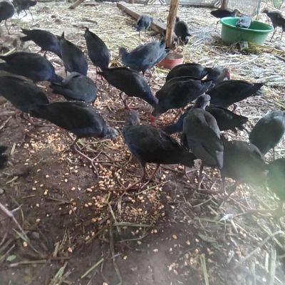 Trại thụy phương bán chim trích cồ 3 tháng. Mua bán Chim tại Quận Long Biên Hà Nội được đăng bởi tổng kho sỉ