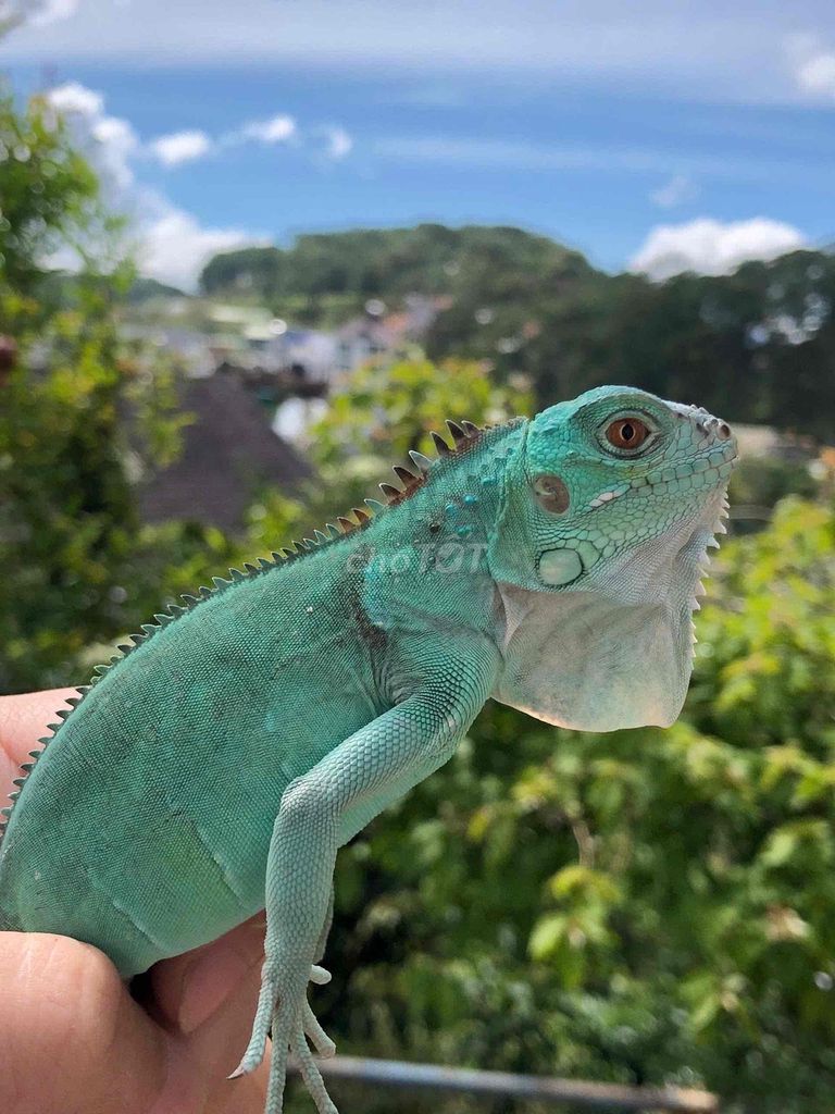 Pet ăn chay. Mua bán Thú cưng khác tại Thành phố Đà Lạt Lâm Đồng được đăng bởi Hoàng Kê hình 1