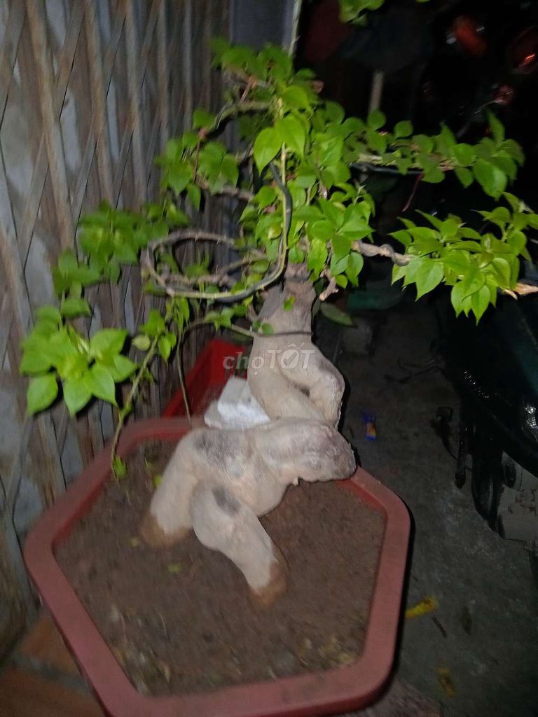 Ban cay canh bonsai