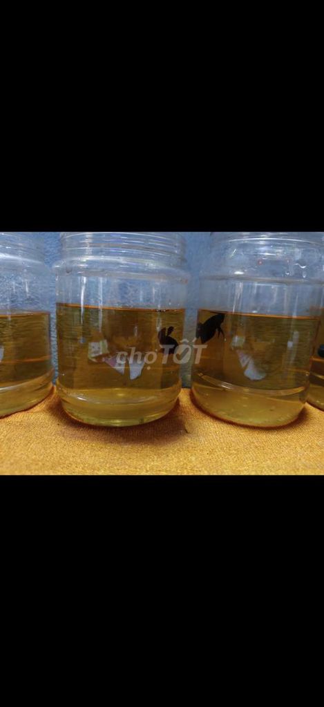 Cá xiêm đá. Mua bán Thú cưng khác tại Thành phố Thủ Đức Tp Hồ Chí Minh được đăng bởi Trung hình 1