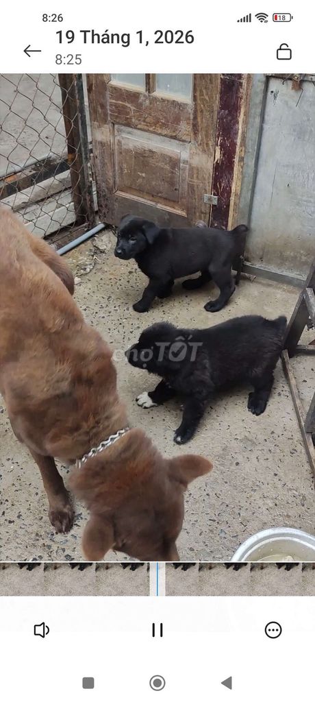 Chó Mông Cộc Đen. Mua bán Chó tại Quận Long Biên Hà Nội được đăng bởi Tran quan hình 1