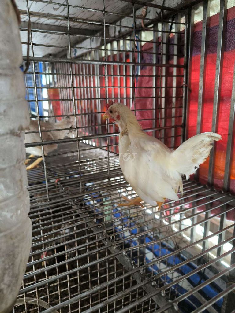 Cần bán e tre bắc coc. Mua bán Gà tại Quận 8 Tp Hồ Chí Minh được đăng bởi  Duy Khang nguyen hình 2