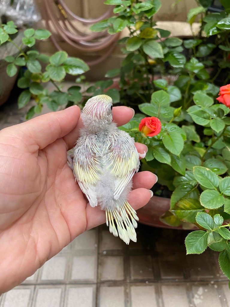 Chim yến phụng non Hà Lan nhiều màu. Mua bán Chim tại Quận Phú Nhuận Tp Hồ Chí Minh được đăng bởi Tâm Thiện hình 1