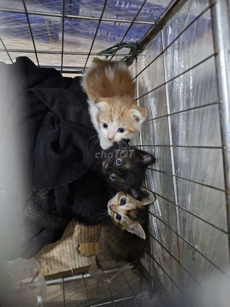 Mèo ta con. Mua bán Mèo tại Quận Hai Bà Trưng Hà Nội được đăng bởi Đặng Thị Bích Vân hình 1