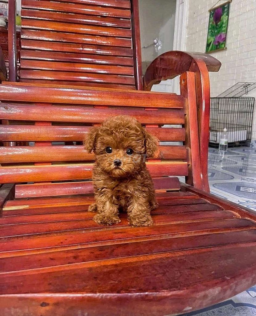 Poodle thuần chủng tini đã chích ngừa. Mua bán Chó tại Quận 12 Tp Hồ Chí Minh được đăng bởi T hình 1