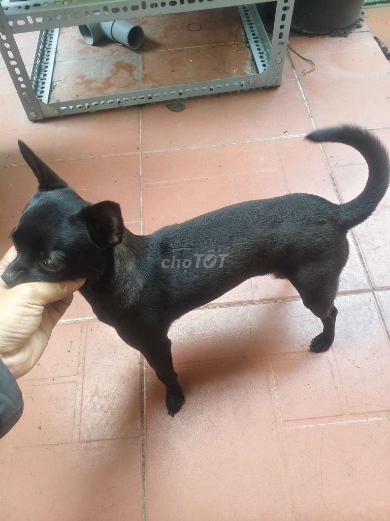 Chó Chihuahua đực 9 tháng Đen. Mua bán Chó tại Quận Thanh Khê Đà Nẵng được đăng bởi Anh hình 1