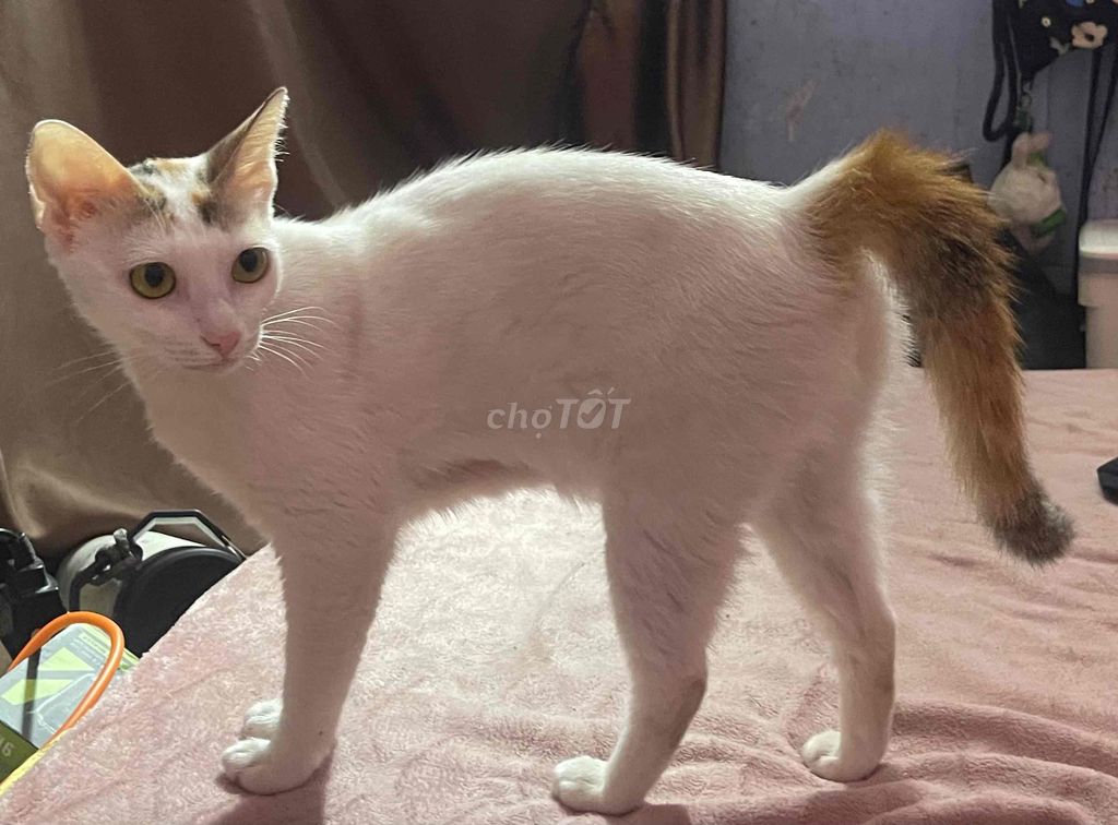 mèo ta cho mien phí. Mua bán Mèo tại Quận Gò Vấp Tp Hồ Chí Minh được đăng bởi Bich  hình 1