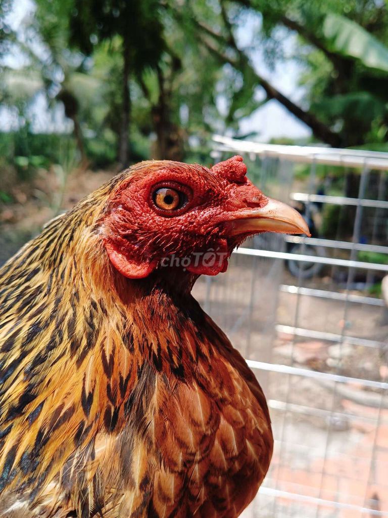 Gà Điều Siêu Mỹ Chân xanh. Mua bán Gà tại Huyện Củ Chi Tp Hồ Chí Minh được đăng bởi Nghia gà nhà 71 hình 1