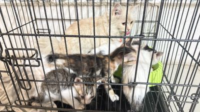 Mèo gần 2 tháng tuổi nhiều màu