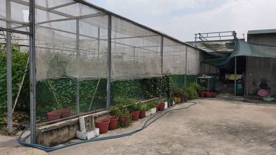 Chính chủ cần cho thuê vườn rộng 2800m2, Tân Phú Trung. Củ Chi