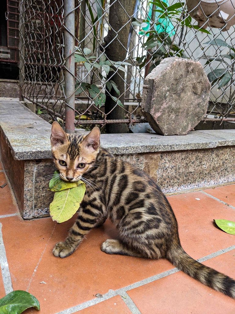 Mèo Bengal thuần chủng