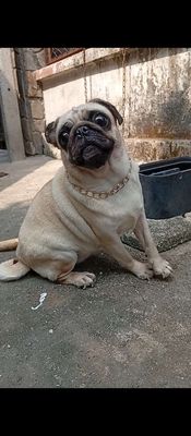 Chó Pug cái 8 tháng tuổi