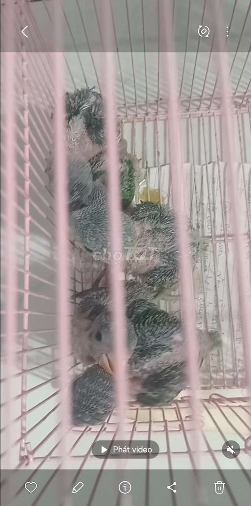 Chim cảnh màu Xám. Mua bán Chim tại Huyện Hóc Môn Tp Hồ Chí Minh được đăng bởi Như Lê hình 1