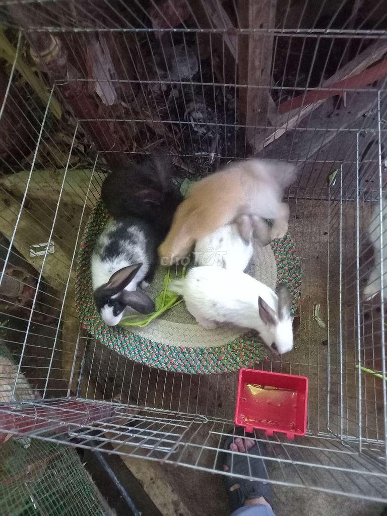 Thỏ Con Trên 1 Tháng Tuổi