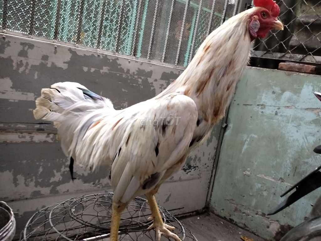 bướm trạng nhỏ 2k3. Mua bán Gà tại Quận 8 Tp Hồ Chí Minh được đăng bởi đại  hình 1
