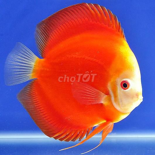 Cá dĩa đỏ ,bồ câu đẹp size 7-9. Mua bán Thú cưng khác tại Quận Hoàng Mai Hà Nội được đăng bởi Cá cảnh Kim Giang hình 1