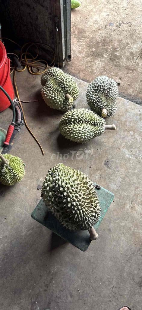 sầu riêng sạch Đắc Lắc, chín rụng cây, sầu thái. Mua bán Đồ ăn, thực phẩm và các loại khác tại Quận Bình Tân Tp Hồ Chí Minh được đăng bởi Hanh hình 1