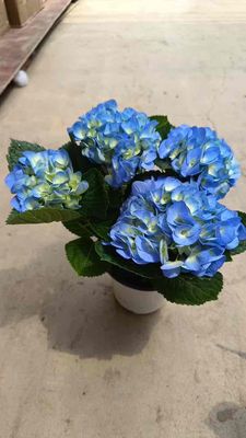câu cẩm tú cầu hoa màu xanh