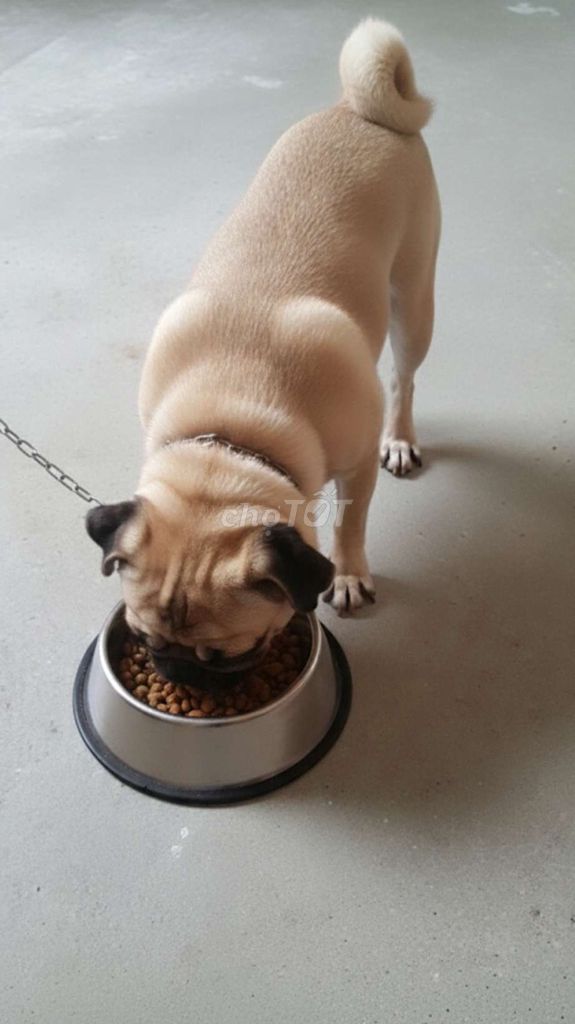 Chó Pug thuần chủng cái dễ thương. Mua bán Chó tại Huyện Hóc Môn Tp Hồ Chí Minh được đăng bởi Chó Quý Sài Gòn hình 2