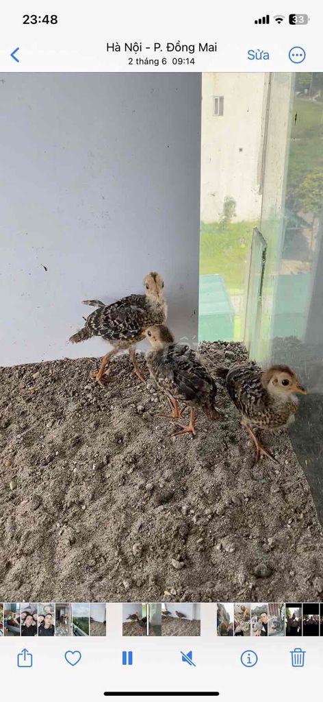 tất cả 6 con. Mua bán Chim tại Quận Hà Đông Hà Nội được đăng bởi maket hình 2