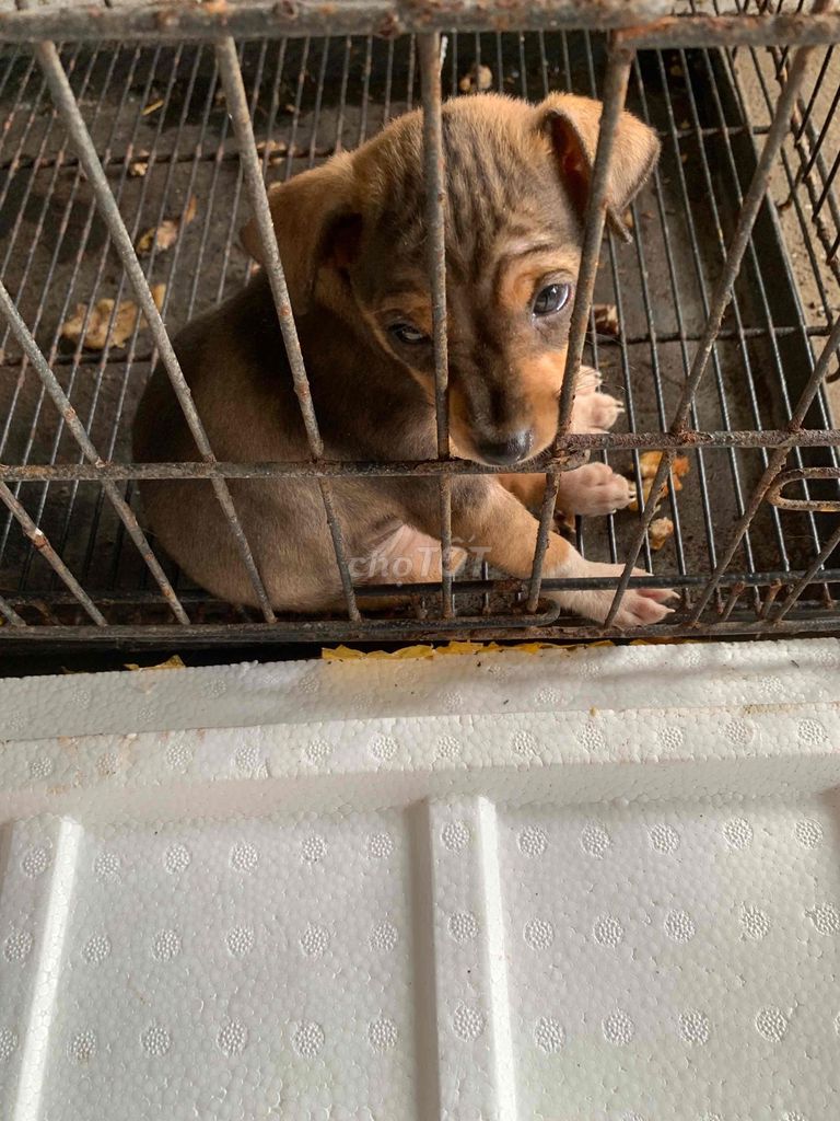 Chó Phốc lai nhỏ , giống cái. Mua bán Chó tại Quận Hải Châu Đà Nẵng được đăng bởi Bàng Nguyễn  hình 2