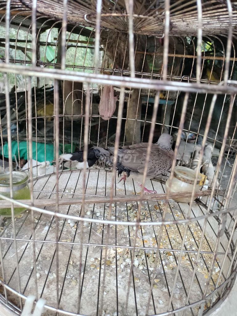 Chim cu gáy non Xám. Mua bán Chim tại Huyện Mỏ Cày Bắc Bến Tre được đăng bởi khang hình 1