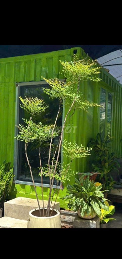 Cây Nam Thiên Trúc Xanh Lá Trang Trí. Mua bán Cây cảnh, đồ trang trí tại Quận Gò Vấp Tp Hồ Chí Minh được đăng bởi Tô Kem  hình 1